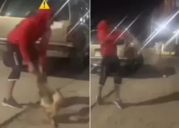 Aprehenden a dos sujetos por maltrato animal en el Zulia