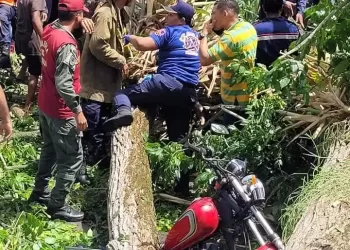 Caída de un árbol deja dos fallecidos y varios heridos en Tucupita (+fotos)