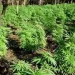 Desentierran 13 plantas de marihuana en Sucre